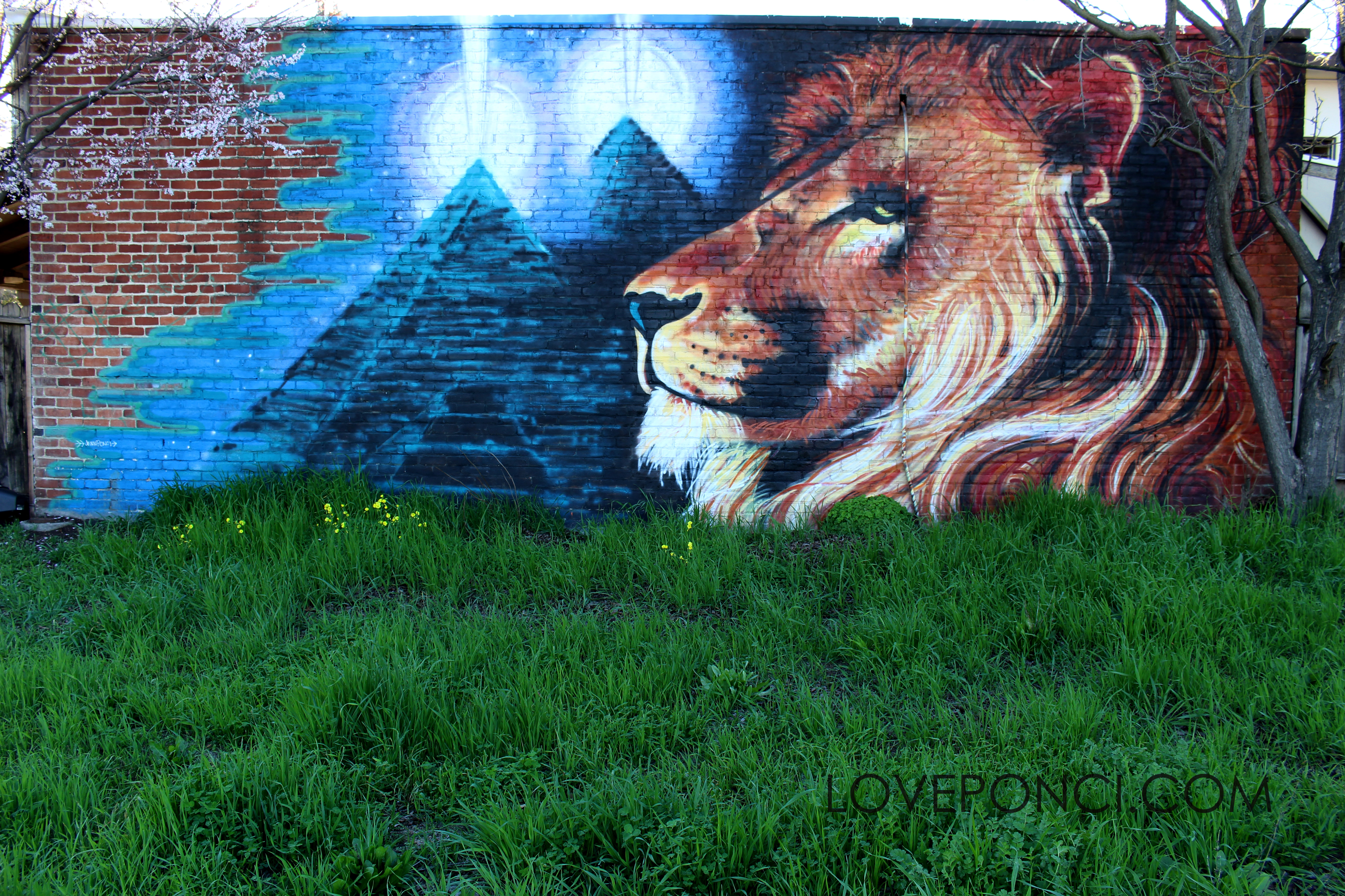 Львица граффити